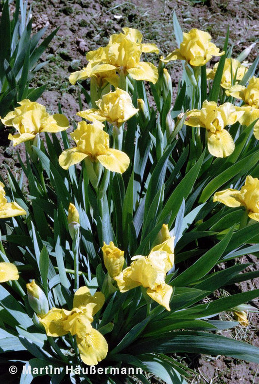 Zwergige Bart-Schwertlilie 'Golden Fair' (Iris x barb.-nana)
