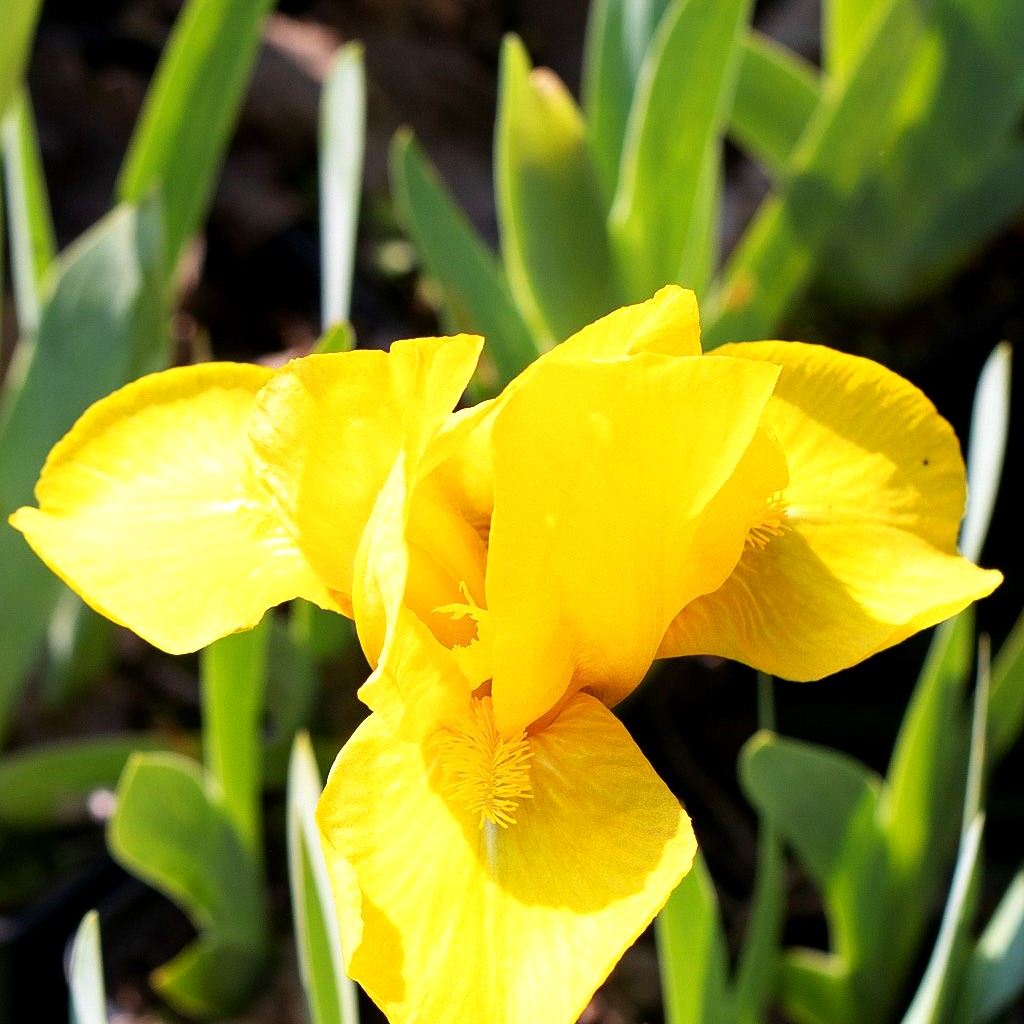 Zwergige Bart-Schwertlilie 'Golden Fair' (Iris x barb.-nana)