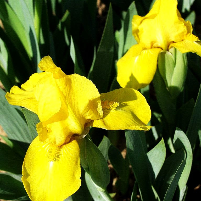 Zwergige Bart-Schwertlilie 'Golden Fair' (Iris x barb.-nana)