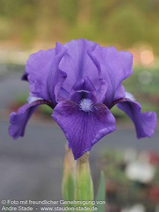 Zwergige Bart-Schwertlilie 'Little Shadow' (Iris x barb.-nana)
