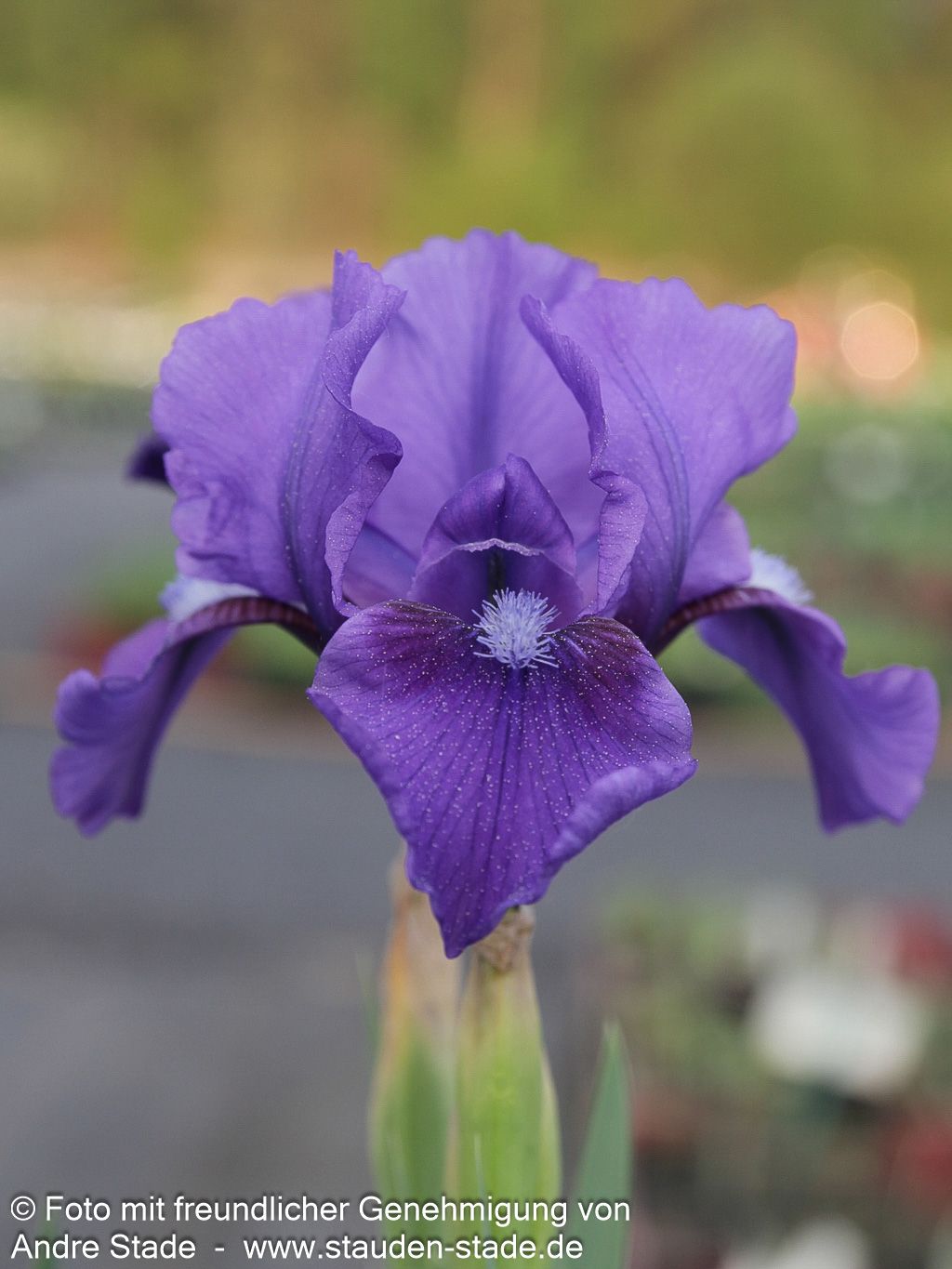 Zwergige Bart-Schwertlilie 'Little Shadow' (Iris x barb.-nana)