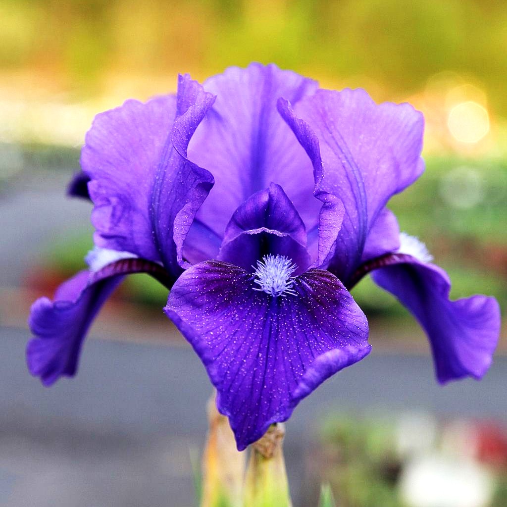 Zwergige Bart-Schwertlilie 'Little Shadow' (Iris x barb.-nana)