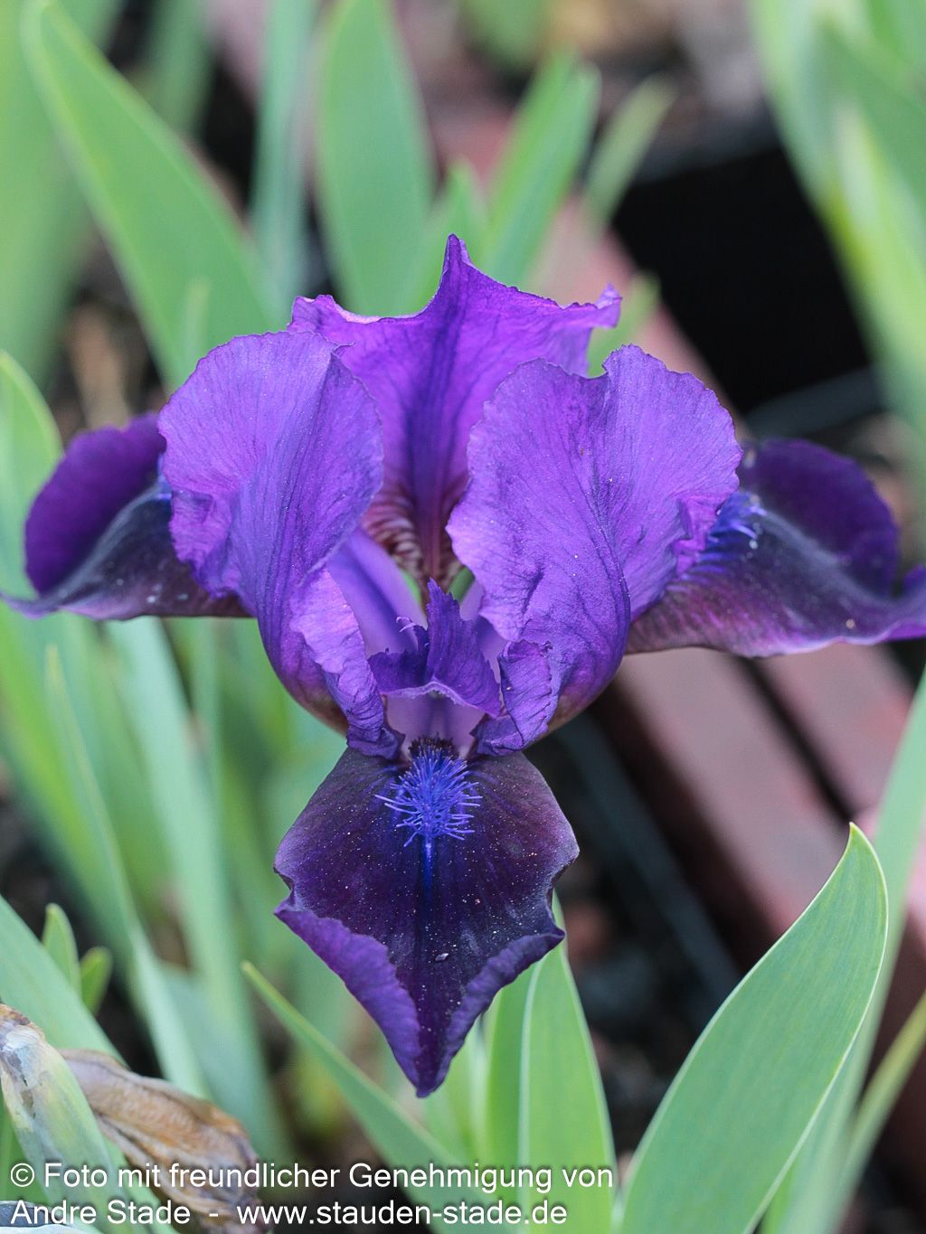 Zwergige Bart-Schwertlilie 'Little Shadow' (Iris x barb.-nana)