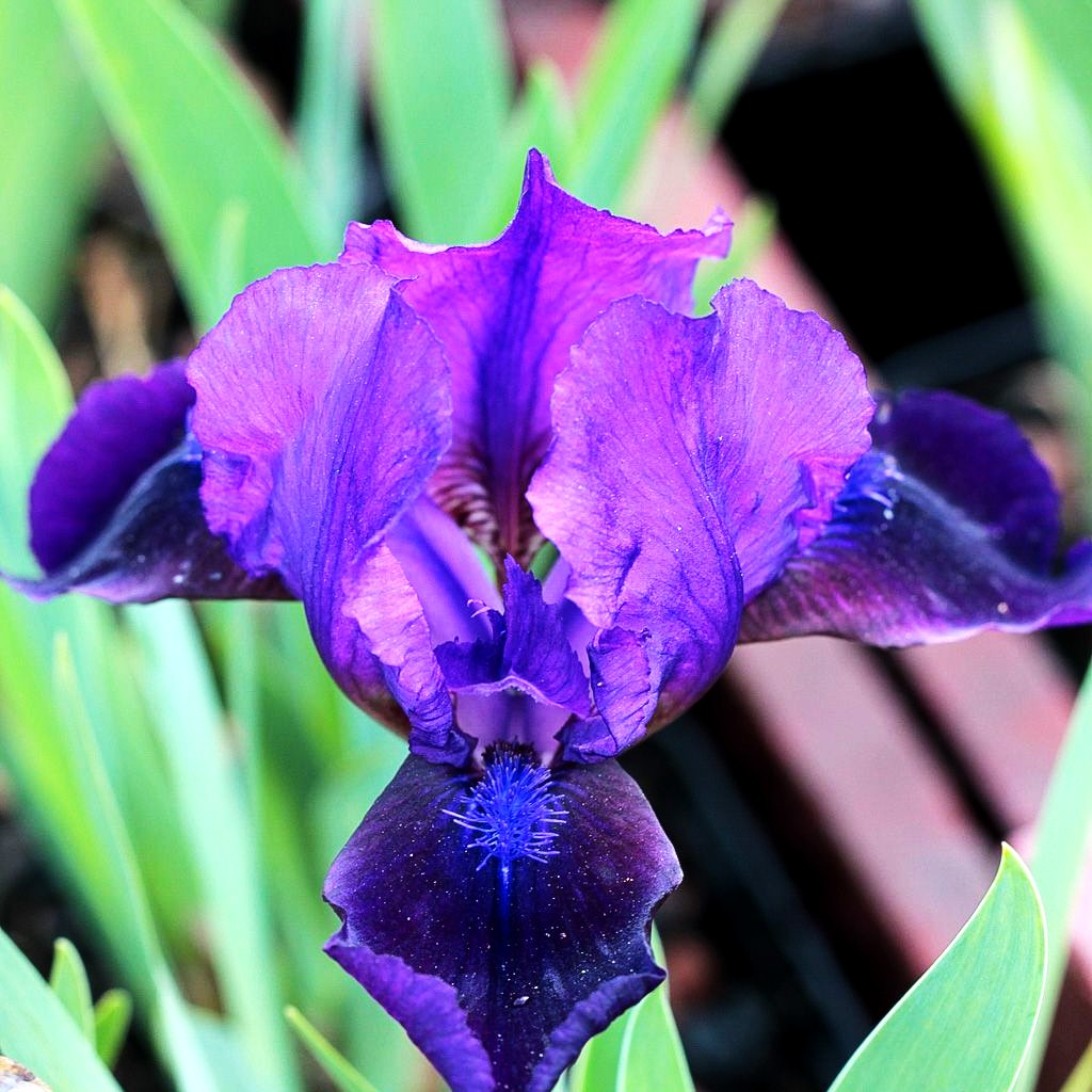 Zwergige Bart-Schwertlilie 'Little Shadow' (Iris x barb.-nana)
