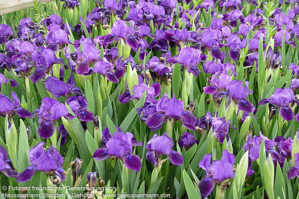 Zwergige Bart-Schwertlilie 'Little Shadow' (Iris x barb.-nana)