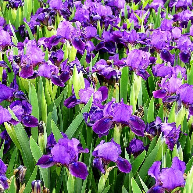 Zwergige Bart-Schwertlilie 'Little Shadow' (Iris x barb.-nana)