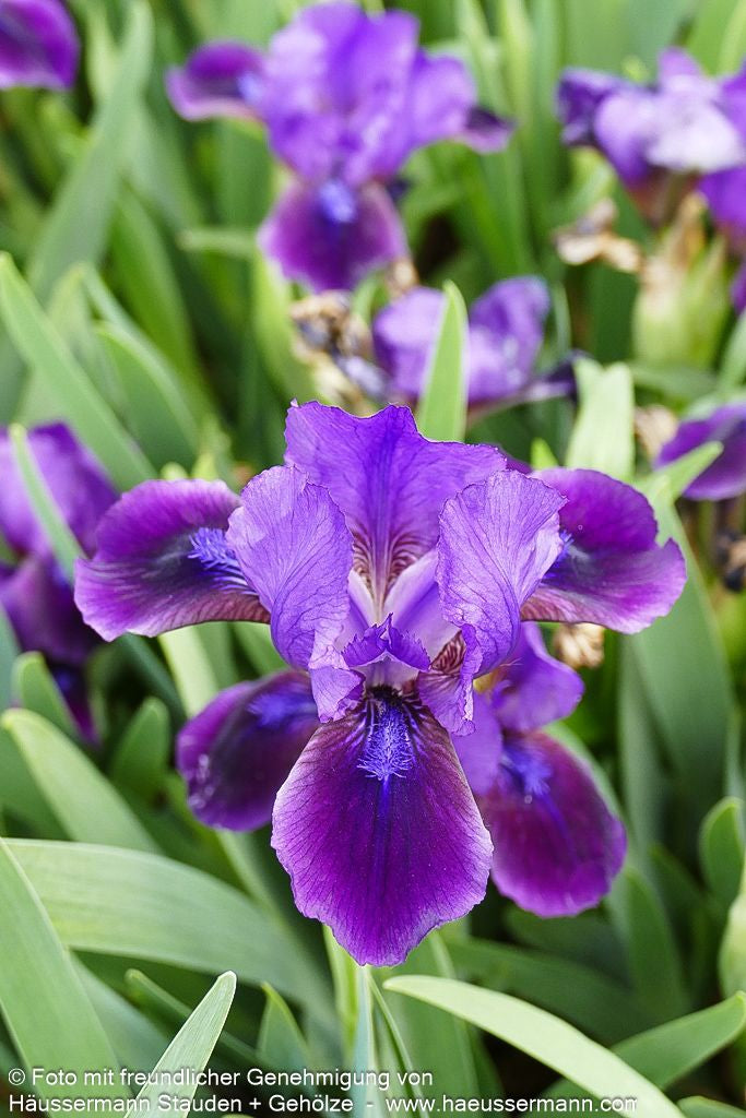 Zwergige Bart-Schwertlilie 'Little Shadow' (Iris x barb.-nana)