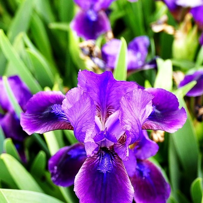 Zwergige Bart-Schwertlilie 'Little Shadow' (Iris x barb.-nana)