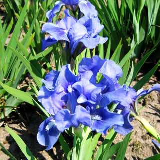 Zwergige Bart-Schwertlilie 'Pepita' (Iris x barb.-nana)