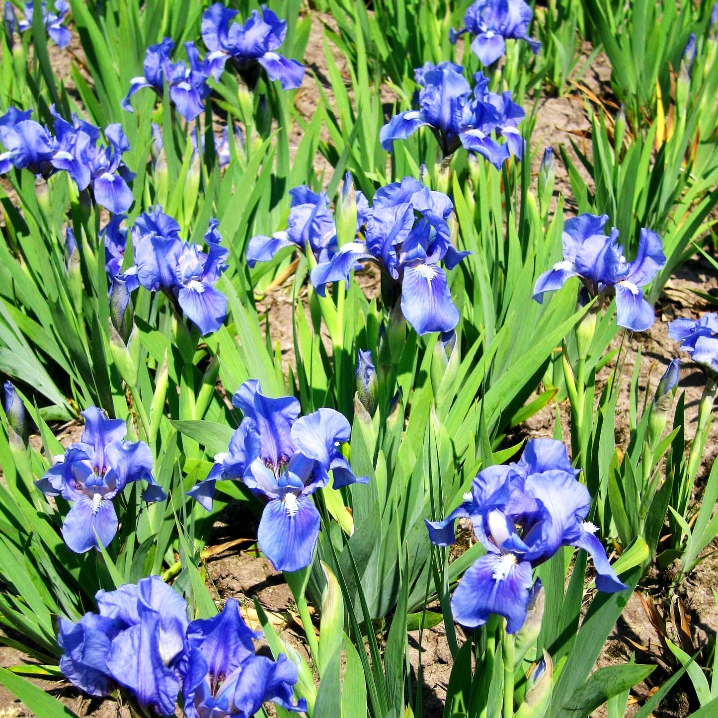 Zwergige Bart-Schwertlilie 'Pepita' (Iris x barb.-nana)