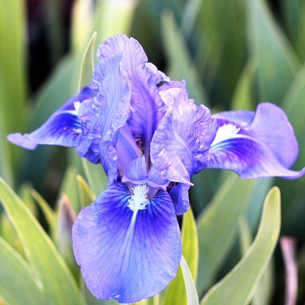 Zwergige Bart-Schwertlilie 'Pepita' (Iris x barb.-nana)