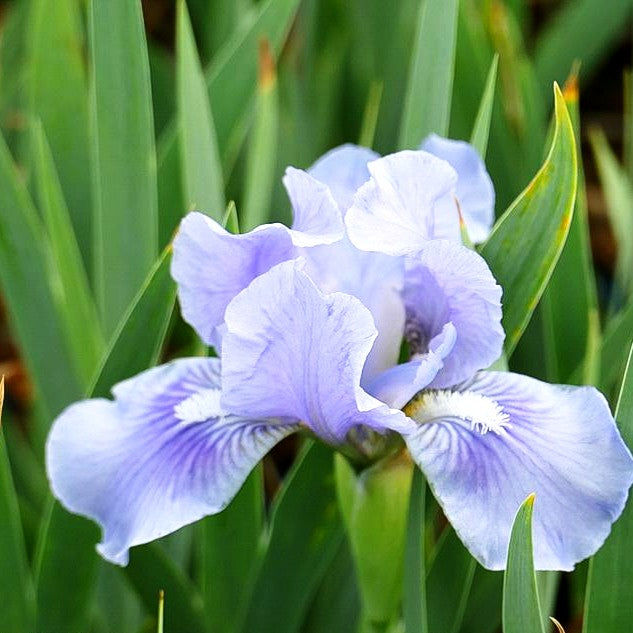 Zwergige Bart-Schwertlilie 'Pepita' (Iris x barb.-nana)