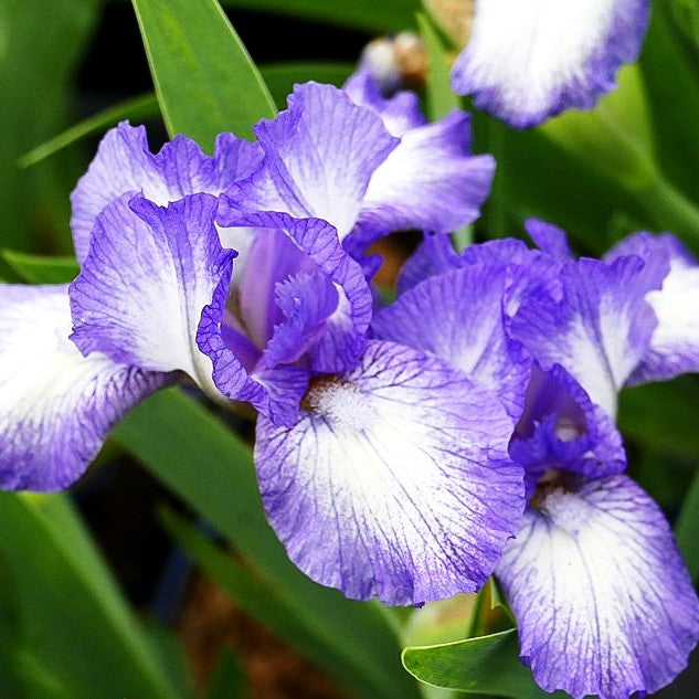 Zwergige Bart-Schwertlilie 'Petite Polka' (Iris x barb.-nana)