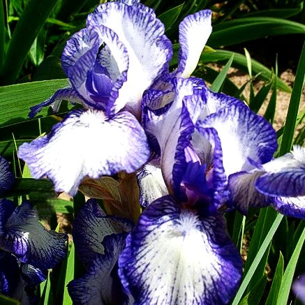 Zwergige Bart-Schwertlilie 'Petite Polka' (Iris x barb.-nana)