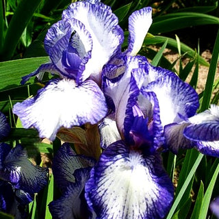 Zwergige Bart-Schwertlilie 'Petite Polka' (Iris x barb.-nana)