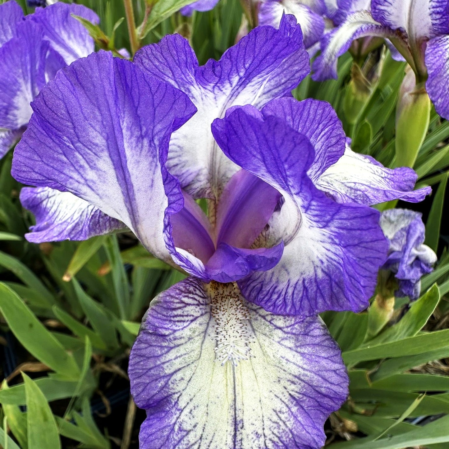 Zwergige Bart-Schwertlilie 'Petite Polka' (Iris x barb.-nana)