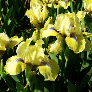 Zwergige Bart-Schwertlilie 'Stockholm' (Iris x barb.-nana)