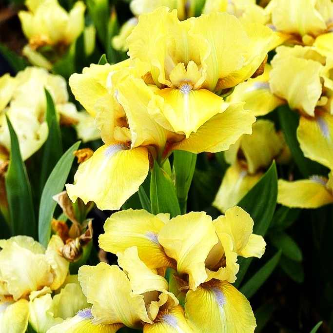 Zwergige Bart-Schwertlilie 'Stockholm' (Iris x barb.-nana)