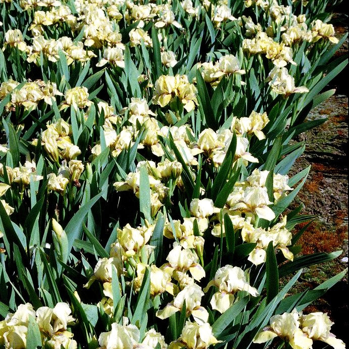 Zwergige Bart-Schwertlilie 'Stockholm' (Iris x barb.-nana)