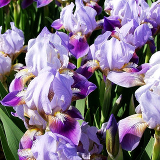 Zwergige Bart-Schwertlilie 'Tonya' (Iris x barb.-nana)