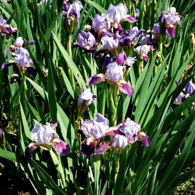 Zwergige Bart-Schwertlilie 'Tonya' (Iris x barb.-nana)