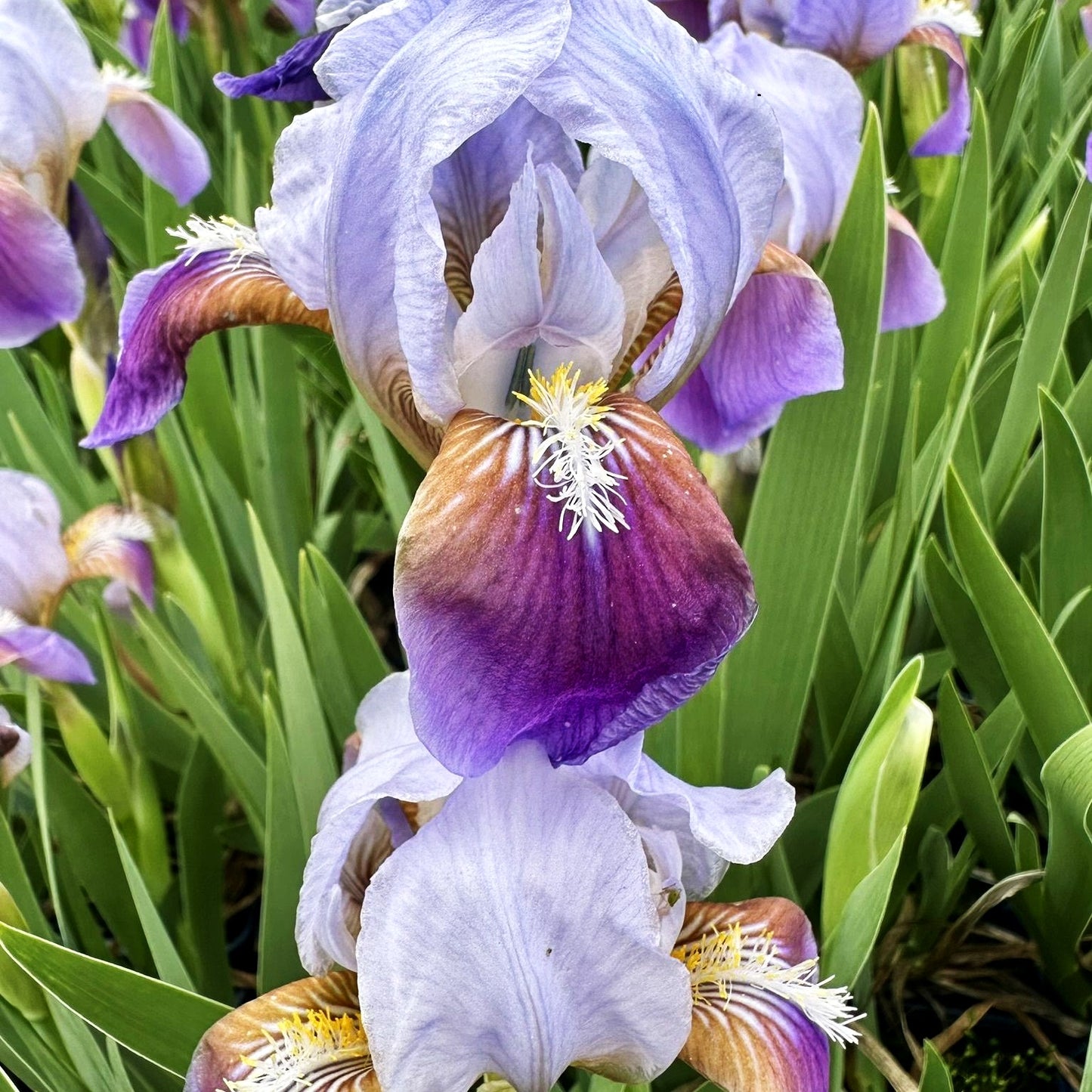 Zwergige Bart-Schwertlilie 'Tonya' (Iris x barb.-nana)