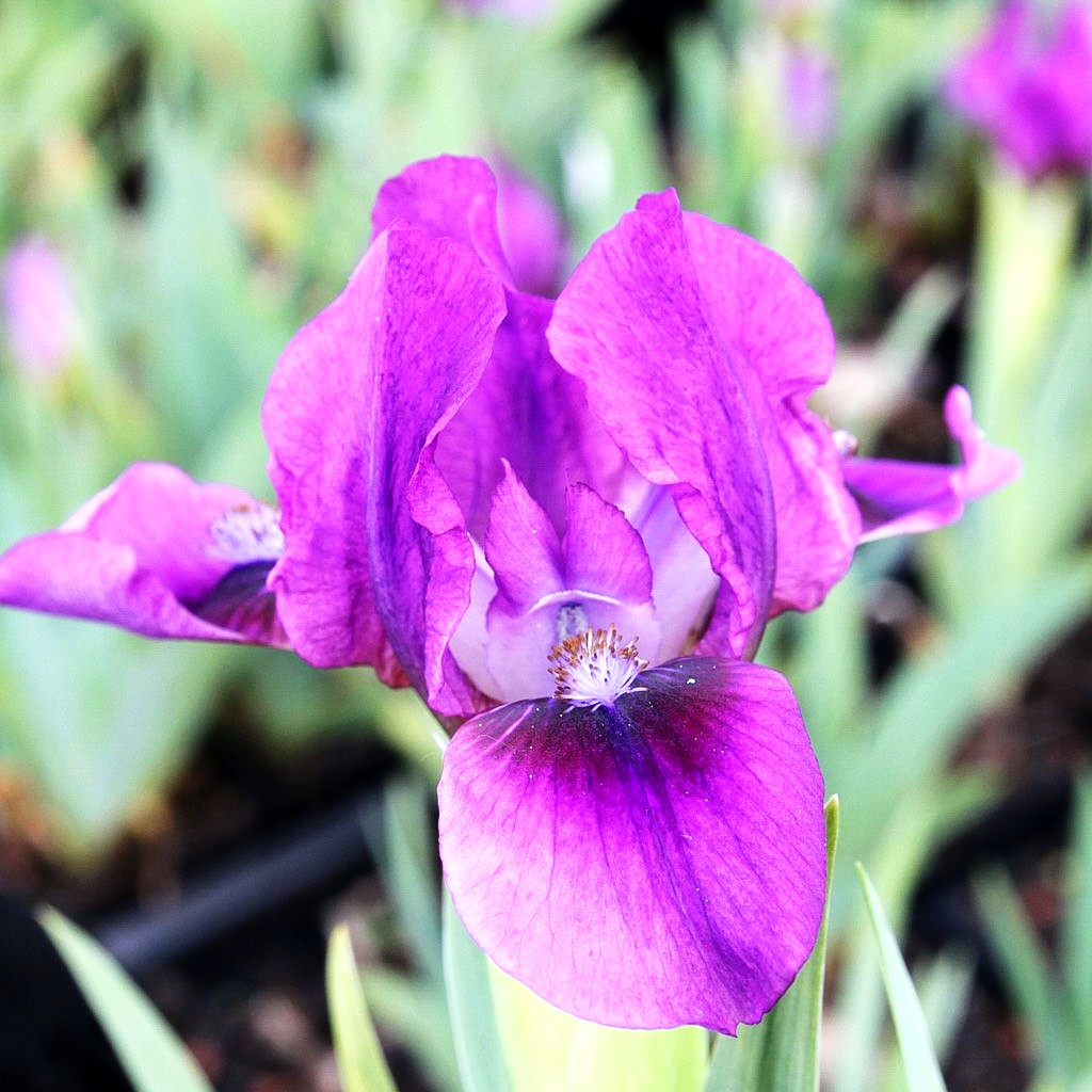 Zwergige Bart-Schwertlilie 'Yo Yo' (Iris x barb.-nana)