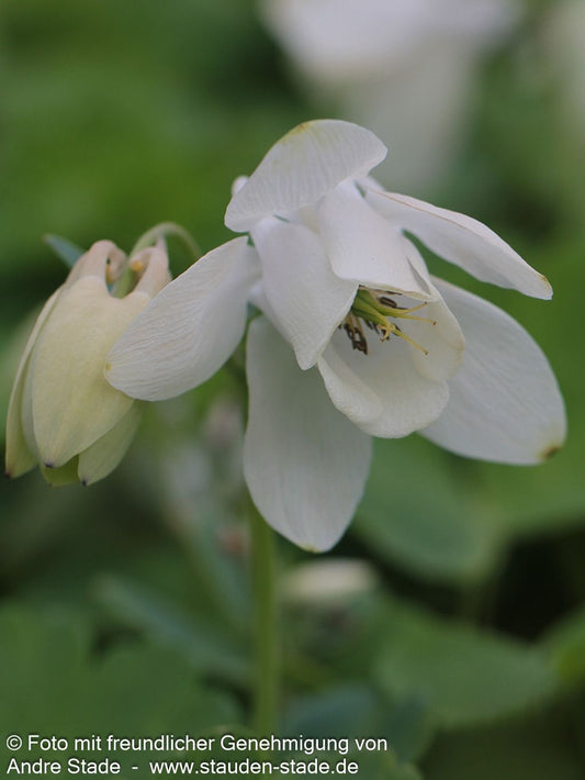 Zwergige Fächer-Akelei (Aquilegia flabellata var.pumila alba)