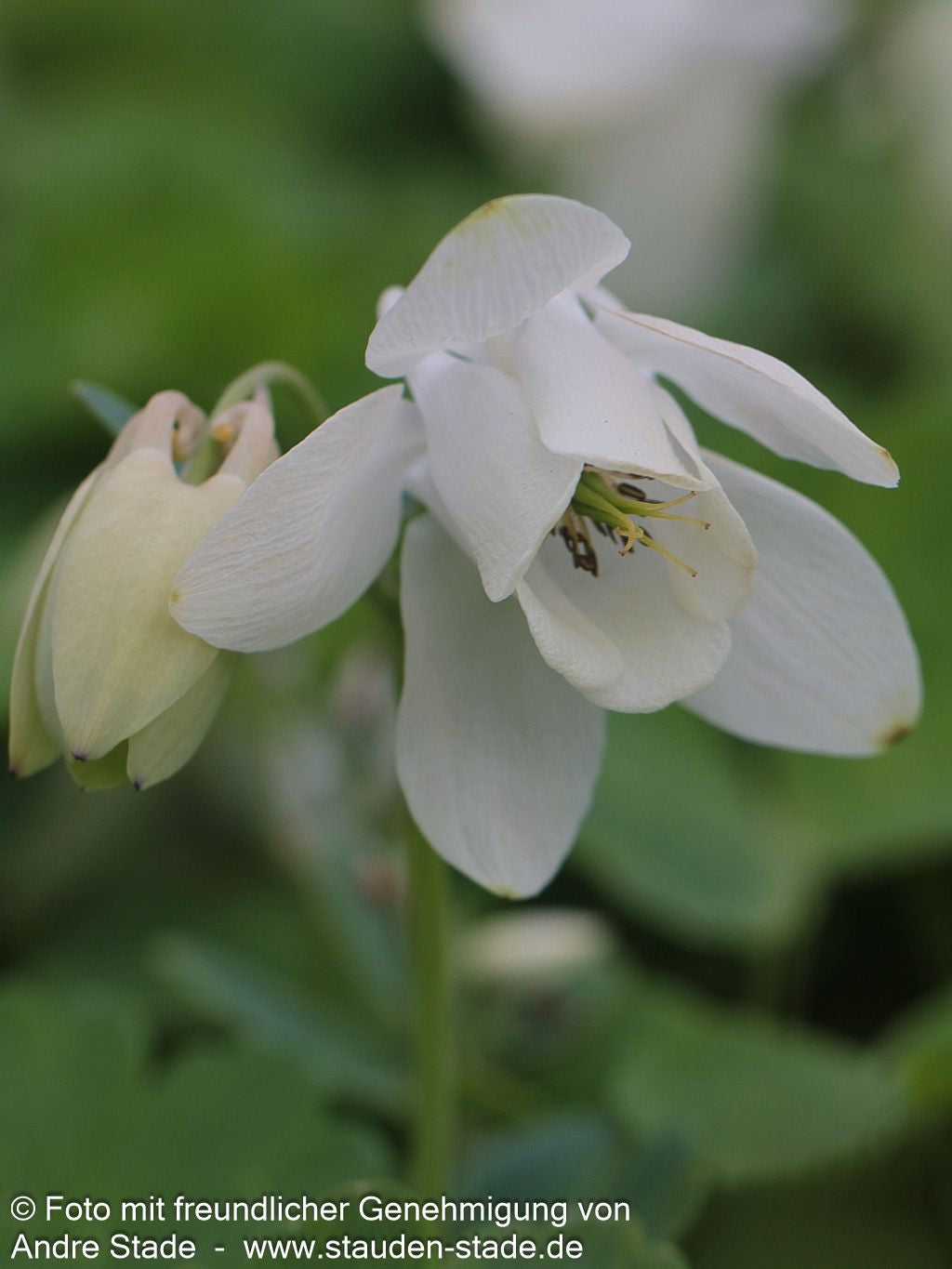 Zwergige Fächer-Akelei (Aquilegia flabellata var.pumila alba)