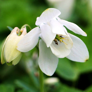 Zwergige Fächer-Akelei (Aquilegia flabellata var.pumila alba)