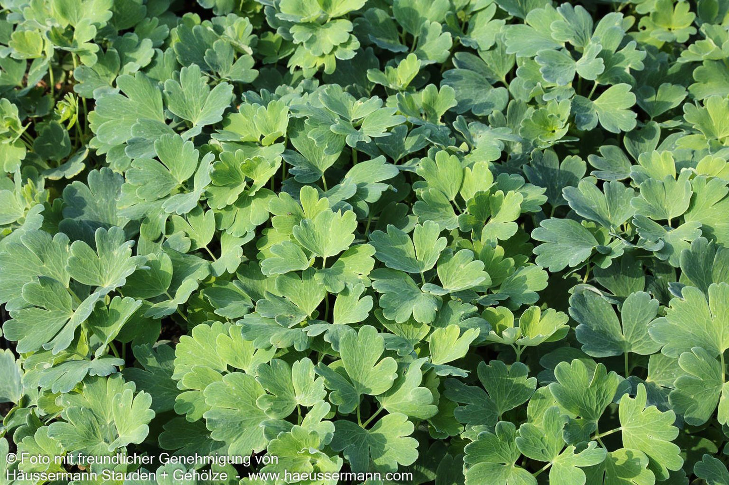 Zwergige Fächer-Akelei (Aquilegia flabellata var.pumila alba)