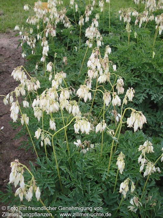 Zwergige Herzblume 'Aurora' (Dicentra formosa)