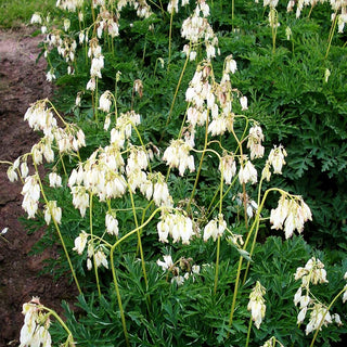 Zwergige Herzblume 'Aurora' (Dicentra formosa)