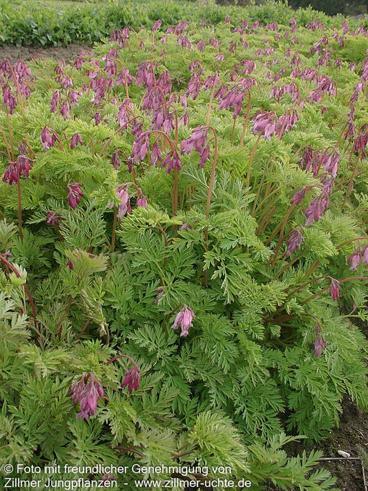 Zwergige Herzblume (Dicentra formosa)