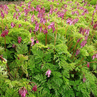 Zwergige Herzblume (Dicentra formosa)
