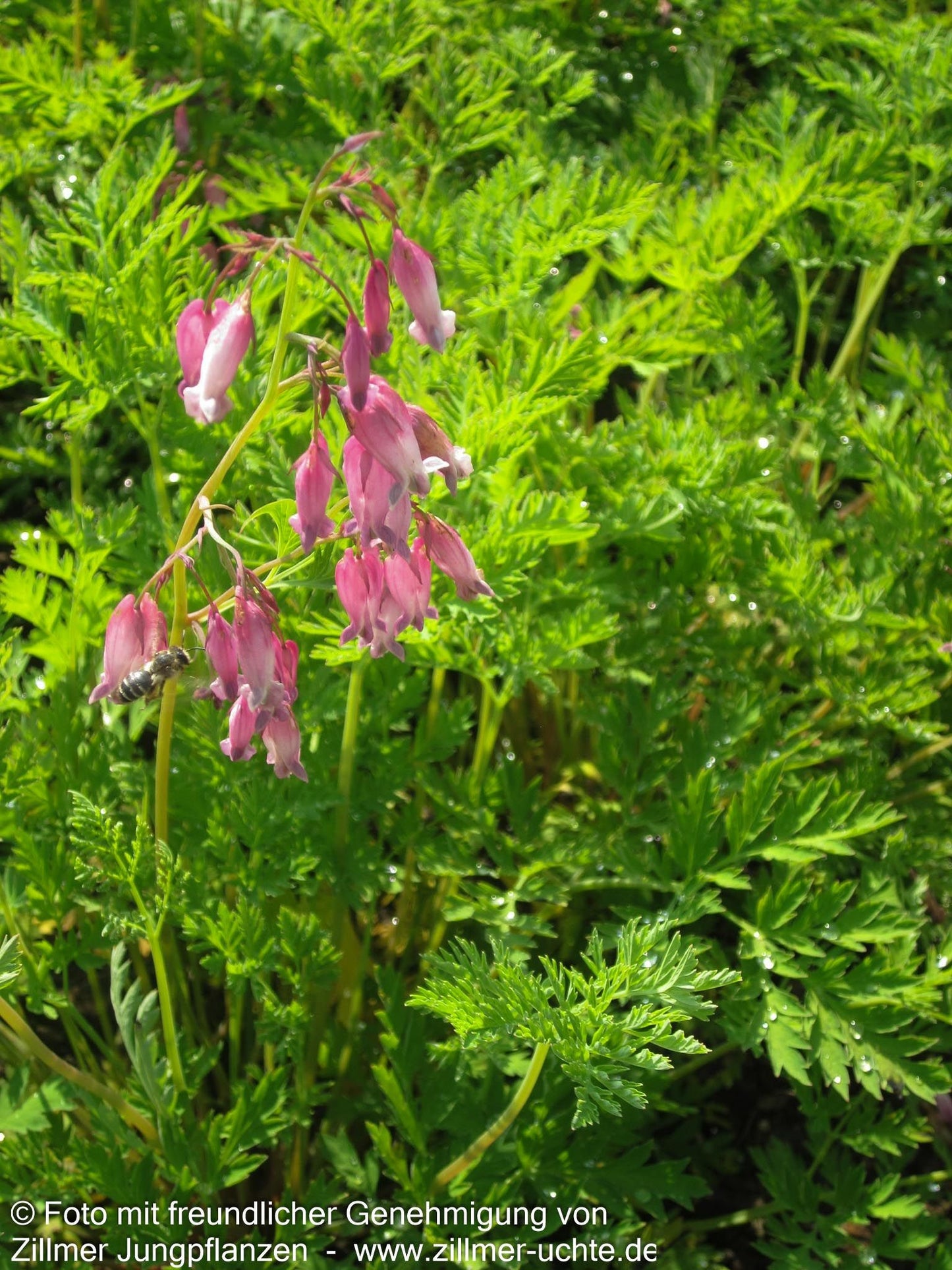 Zwergige Herzblume (Dicentra formosa)