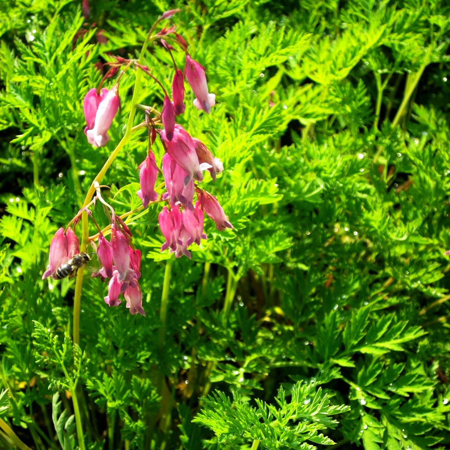 Zwergige Herzblume (Dicentra formosa)