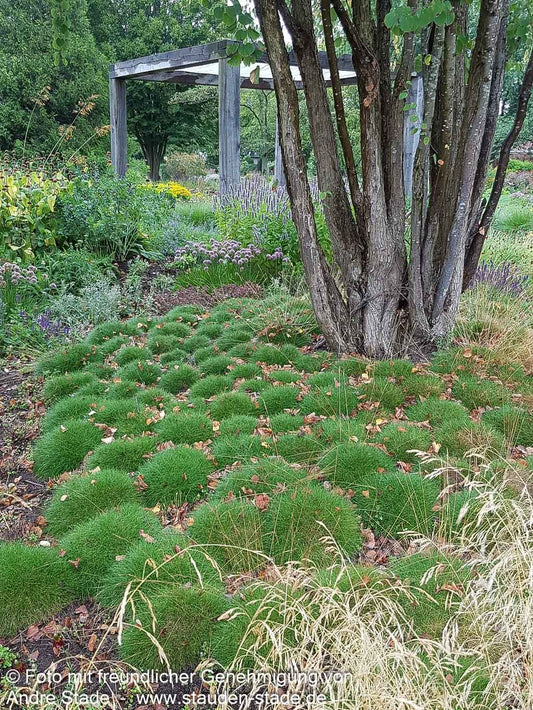 Zwergiger Bärenfell-Schwingel 'Pic Carlit' (Festuca gautieri)