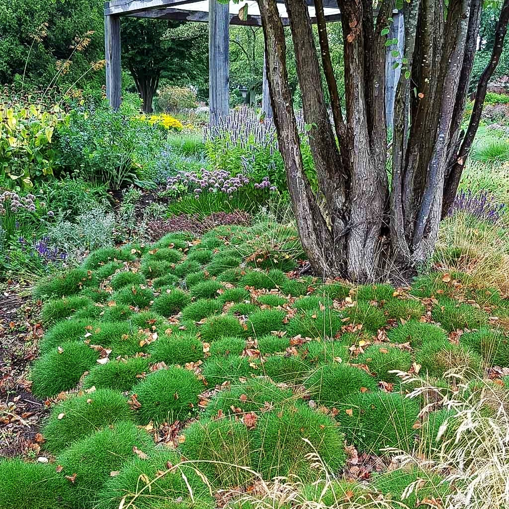 Zwergiger Bärenfell-Schwingel 'Pic Carlit' (Festuca gautieri)