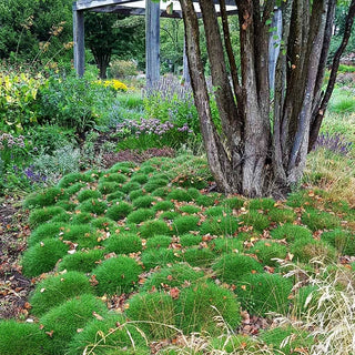 Zwergiger Bärenfell-Schwingel 'Pic Carlit' (Festuca gautieri)