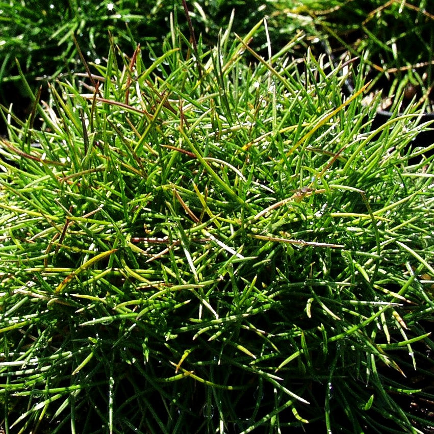 Zwergiger Bärenfell-Schwingel 'Pic Carlit' (Festuca gautieri)