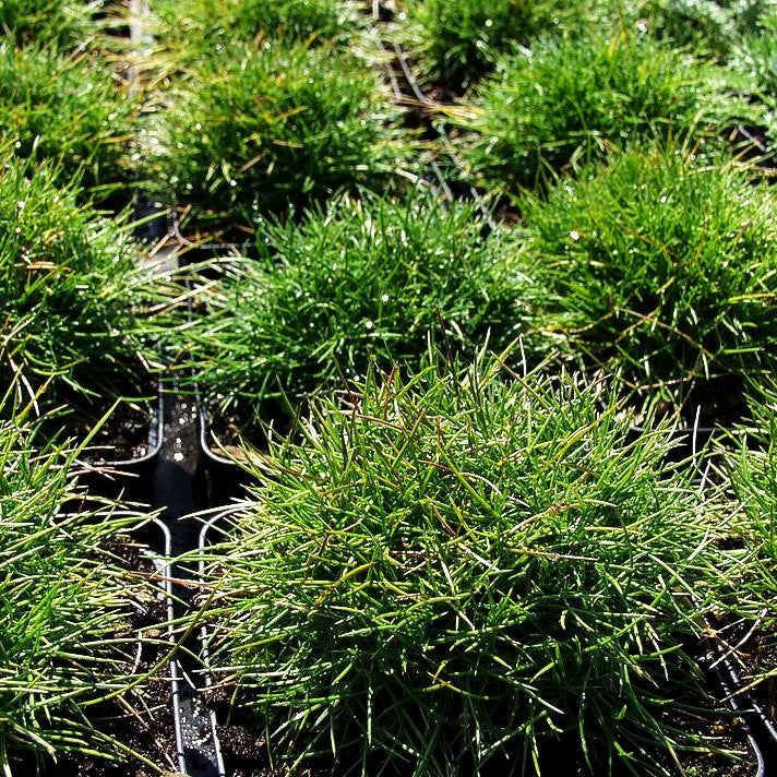 Zwergiger Bärenfell-Schwingel 'Pic Carlit' (Festuca gautieri)