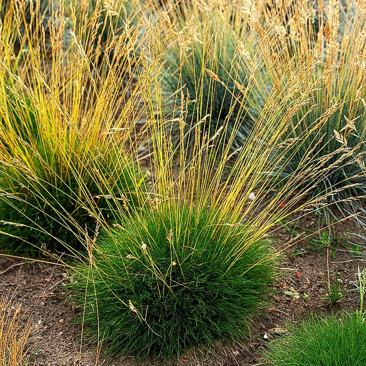 Zwergiger Bärenfell-Schwingel 'Pic Carlit' (Festuca gautieri)