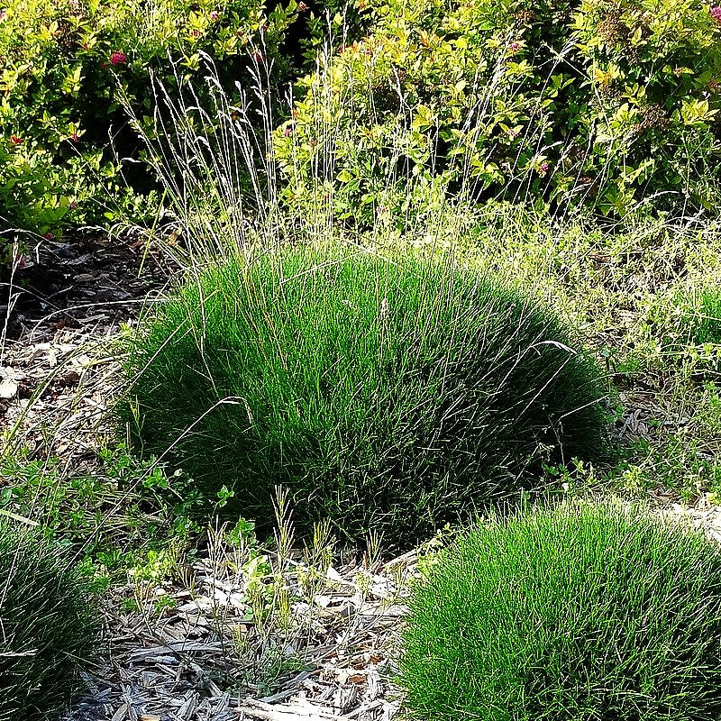 Zwergiger Bärenfell-Schwingel 'Pic Carlit' (Festuca gautieri)
