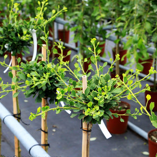 Zwergiger Fächerblattbaum 'Chris Dwarf' (Ginkgo biloba)
