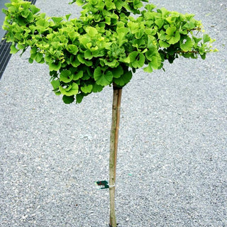 Zwergiger Fächerblattbaum 'Mariken' (Ginkgo biloba)