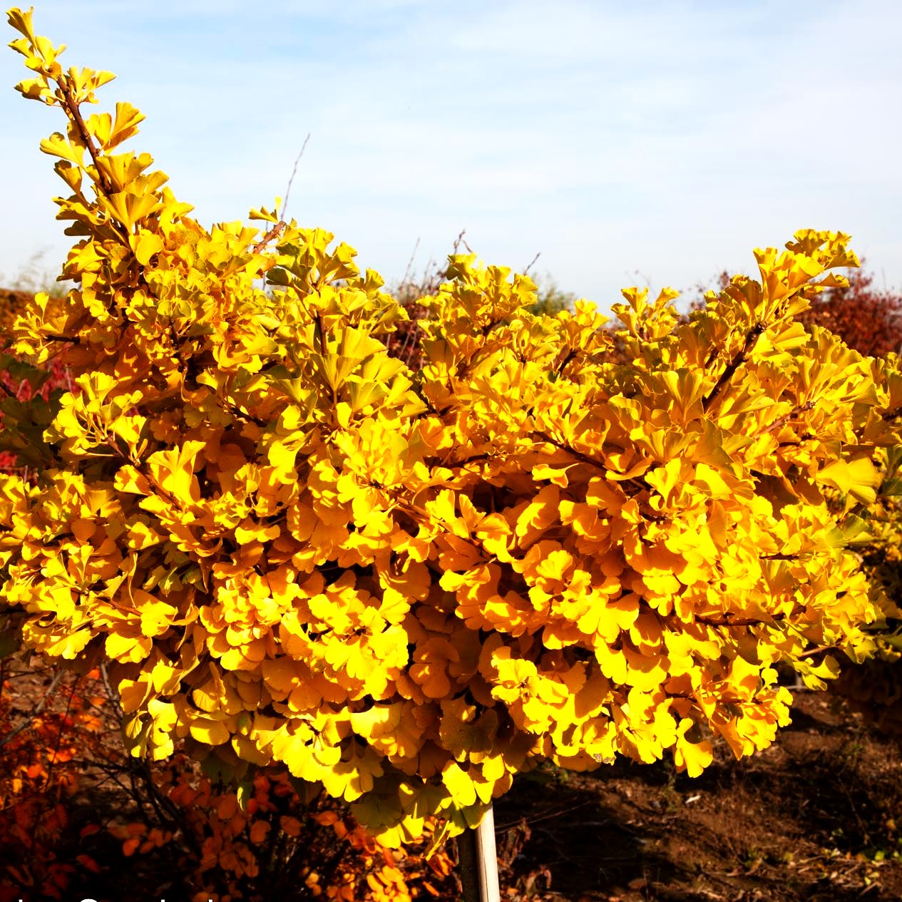 Zwergiger Fächerblattbaum 'Mariken' (Ginkgo biloba)