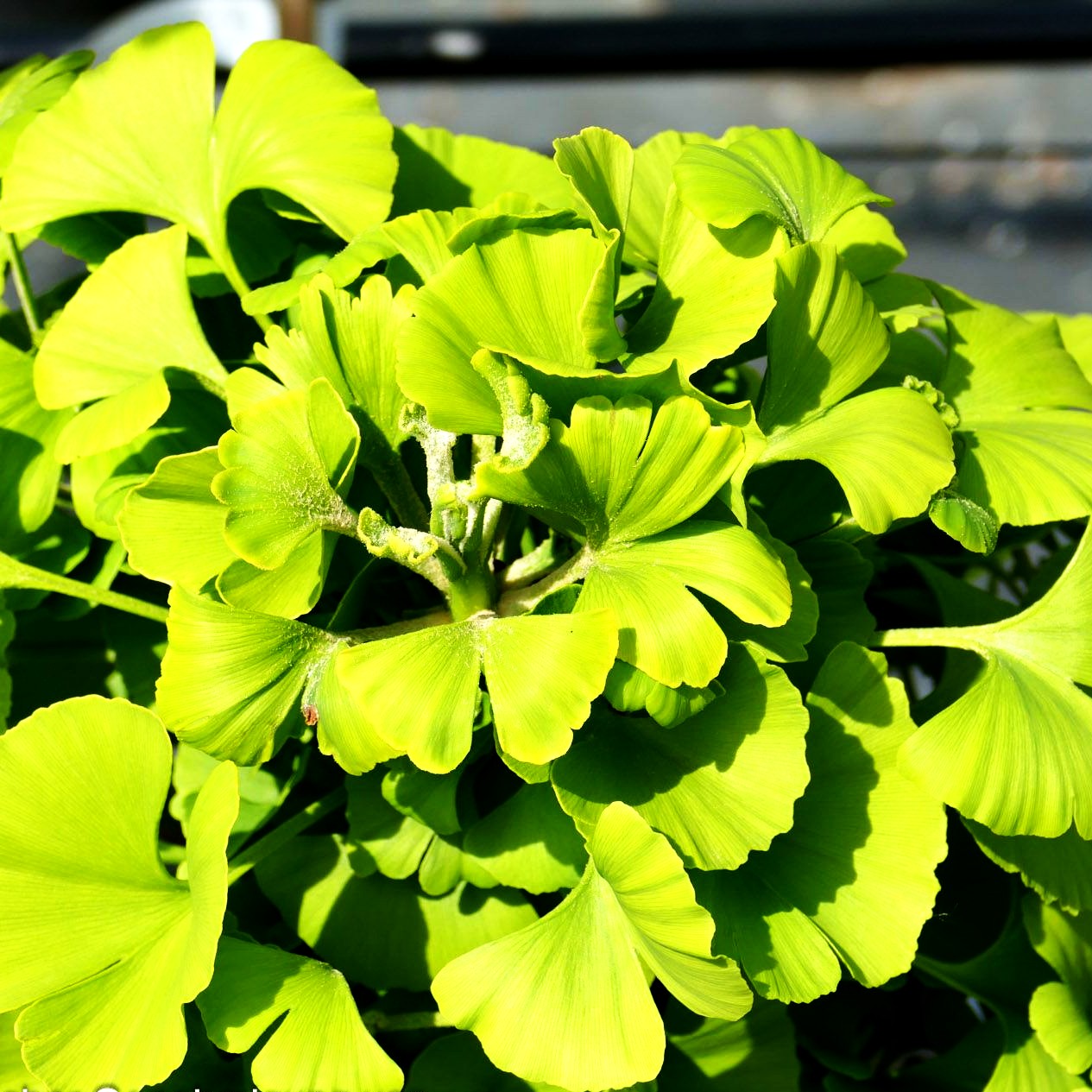 Zwergiger Fächerblattbaum 'Mariken' (Ginkgo biloba)