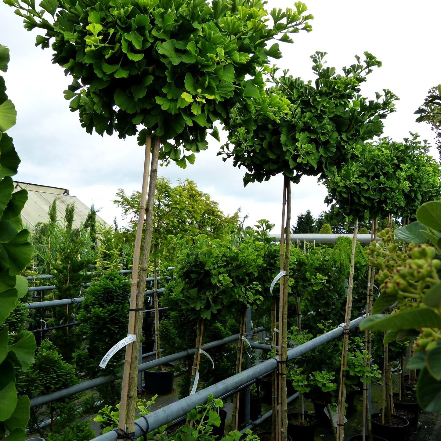 Zwergiger Fächerblattbaum 'Mariken' (Ginkgo biloba)