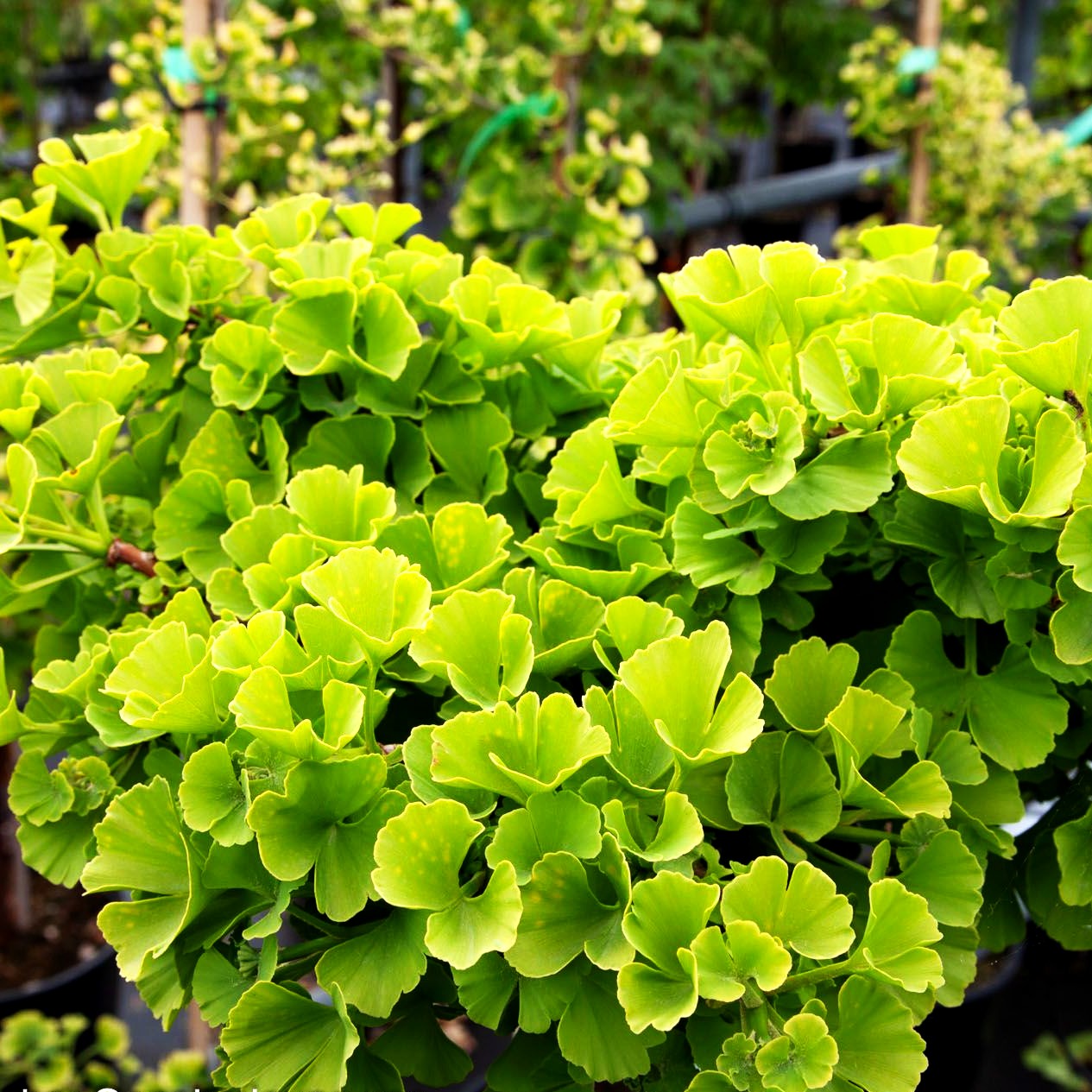 Zwergiger Fächerblattbaum 'Troll' (Ginkgo biloba)